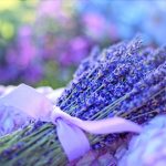 lavender, fresh, flowers