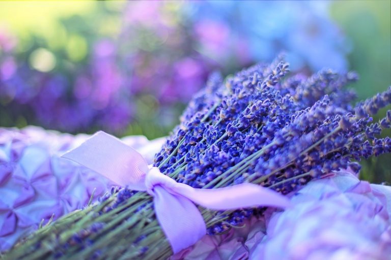 lavender, fresh, flowers